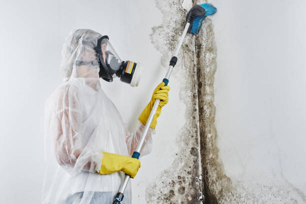 Best Localized Mold Remediation (e.g., coastal areas, humid climates) in Morgans Point Resort, TX