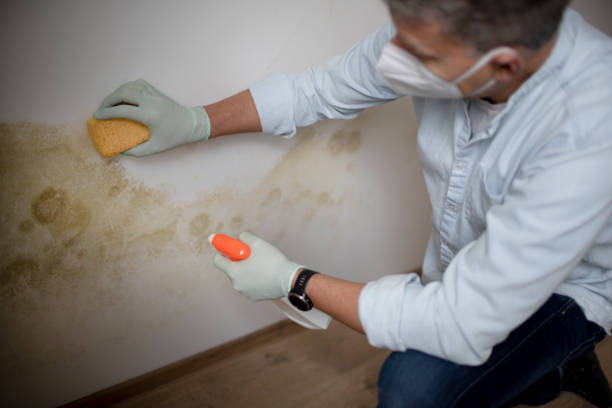 Best Post-Flood Mold Remediation in Morgans Point Resort, TX