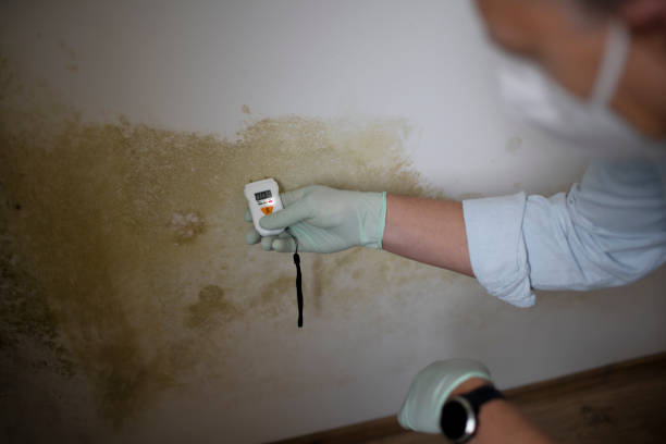 Best Mold Testing and Inspection Services in Morgans Point Resort, TX