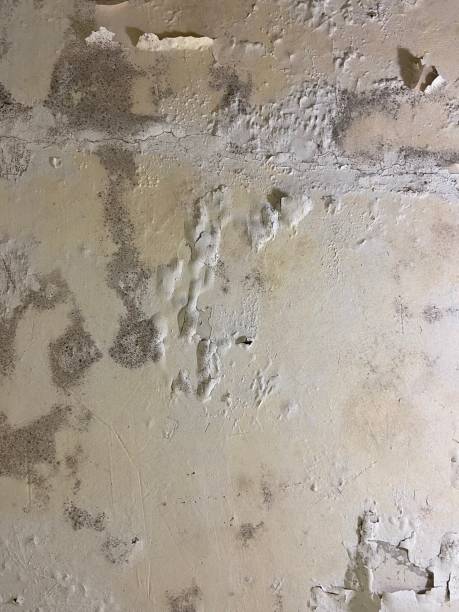 Best Industrial Mold Remediation in Morgans Point Resort, TX