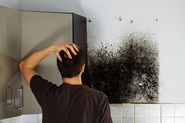 Best Black Mold Remediation in Morgans Point Resort, TX