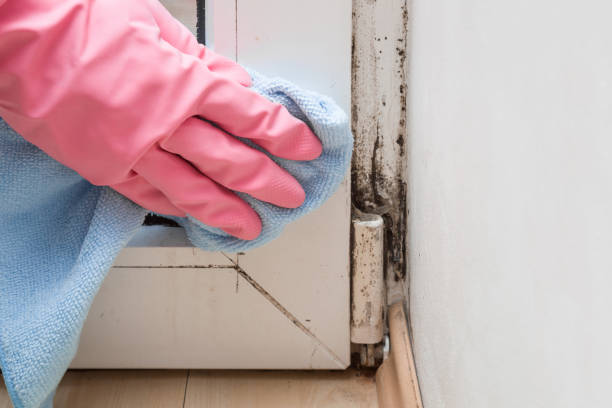 Best Health and Safety Mold Remediation in Morgans Point Resort, TX